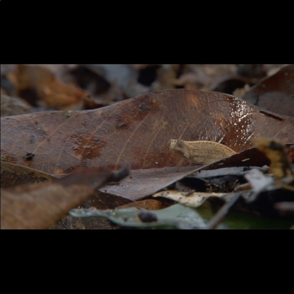 A Tiny Chameleon 🥰. NOT FOR SALE - Picture 4 of 7